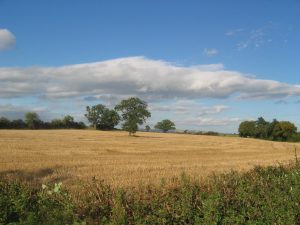 Fields between apperley and deerhurst